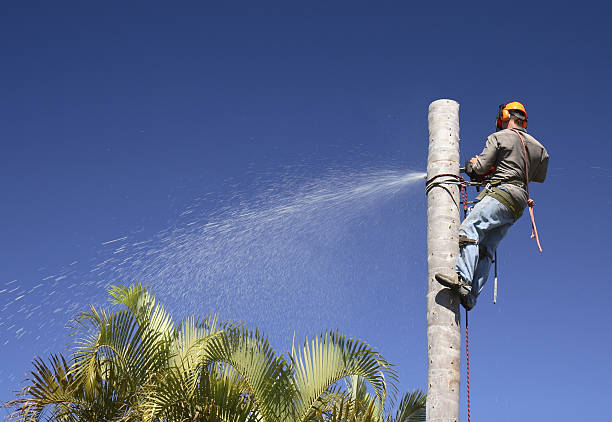 Best Storm Damage Tree Cleanup  in Uniontown, OH