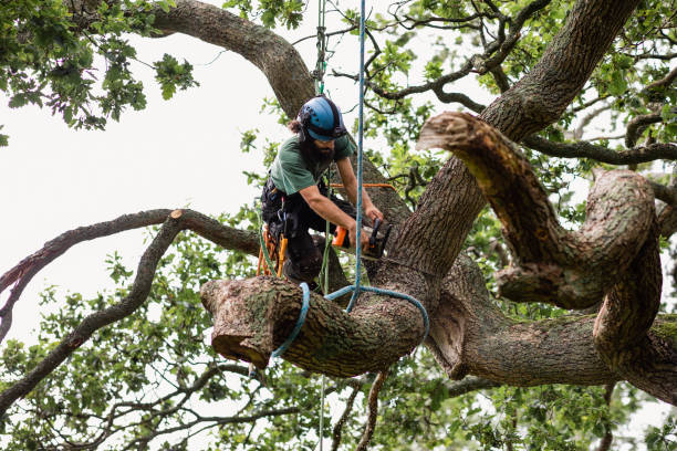 Best Lawn Dethatching  in Uniontown, OH