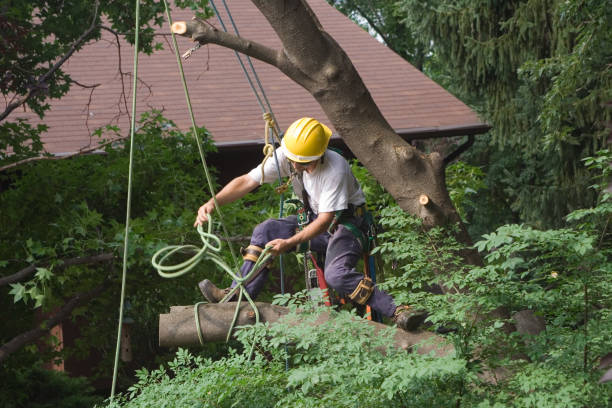 Professional Tree Care in Uniontown, OH